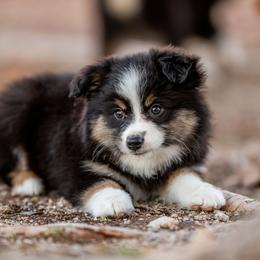 Alice - Black tri female Miniature American Shepherd puppy in Tonopah, Arizona from King's Miniature American Shepherds