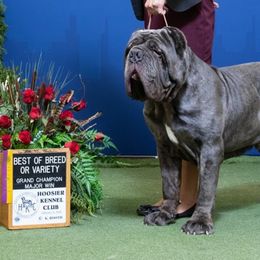 Neapolitan Mastiff puppies from Unique Uprisings