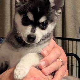 Daphanie - Black and white female Alaskan Klee Kai puppy in Marietta, Georgia from Whitesel Klee Kais