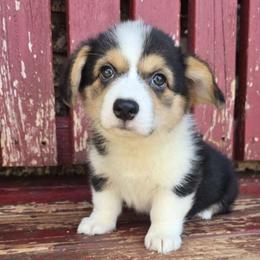 Drake - Black and tan male Pembroke Welsh Corgi puppy in Anton, Texas from X Bar's Lil Legs of Texas
