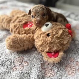 Chihuahua Puppies from Most Treasured Chihuahuas