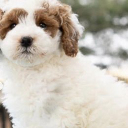 Double Doodles from Lazo's Doodles