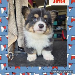 Simba - Black and tan male Pembroke Welsh Corgi puppy in Necedah, Wisconsin from The 6Ks Paws and Hobbies