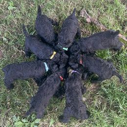 Kerry Blue Terrier Puppies from Eirebear Kerry Blue Terriers