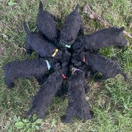 Kerry Blue Terrier Puppies from Eirebear Kerry Blue Terriers
