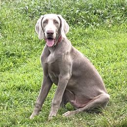 Rooster - Weimaraner