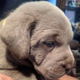 Dilute Retrievers and Labrador Retrievers from True Hart Labs