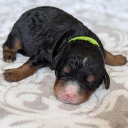 Lime Green - Tri-color female Bernedoodle puppy in Connecticut from Valley View Doodles