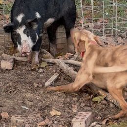 Rooster - Catahoula Leopard Dog