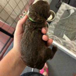 Green Collar - Brown male Poodle puppy in Huntsville, Alabama from Flint River Poodles