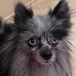 Shadow - Pomeranian