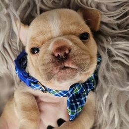 Ford - Cream French Bulldog puppy in Winston Salem, North Carolina from Elegant East Coast French Bulldogs
