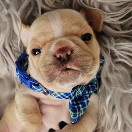 Ford - Cream French Bulldog puppy in Winston Salem, North Carolina from Elegant East Coast French Bulldogs