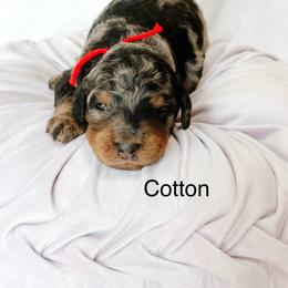 Cotton - Merle female Goldendoodle puppy in Pasco, Washington from Camp Doodle Woods