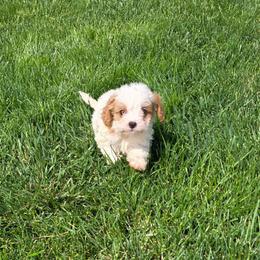 Sara - Blenheim female Cavapoo puppy in Apple Creek, Ohio from Grandeur Valley Puppies