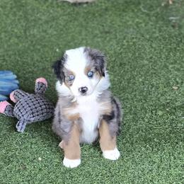 Boy 7 - Blue merle male Miniature Australian Shepherd puppy in Ola, Arkansas from Peaceful Acres