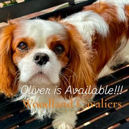 Oliver - Blenheim male Cavalier King Charles Spaniel puppy in Newbury Park, California from Woodland Cavaliers