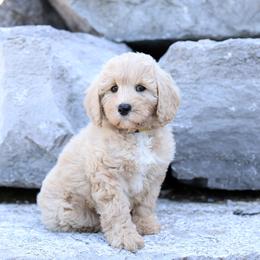 Maneula - Cream female Australian Labradoodle puppy in Williamstown, New York from Lewis Manor Labradoodles