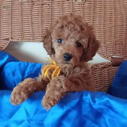 Desmond Majestic Embrace - Apricot male Poodle puppy in Licking, Missouri from Majestic Embrace Poodles