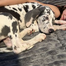 ChiChi - Great Dane