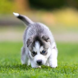 Siberian Husky Puppies from Lilbearshuskies