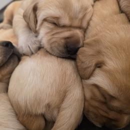 Labrador Retriever Puppies from Faithful Mountain Labradors