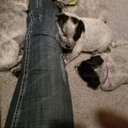 Australian Cattle Dog Puppies from Piney River Cattle Dogs