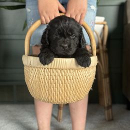 White puppy - Black Newfoundland puppy in Great Falls, Montana from True North Newfoundlands