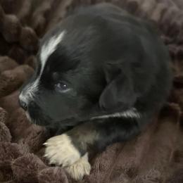 Brawl - Black tri-color male Australian Shepherd puppy in Albertville, Alabama from Salt Creek Aussies
