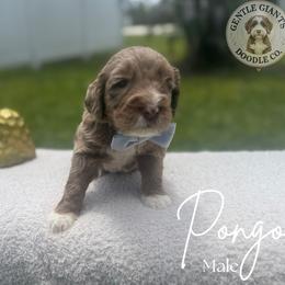 Assorted Doodle Crosses and Bernedoodle Puppies from Gentle Giants Doodle Co.