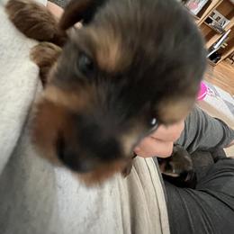 Yorkshire Terrier Puppies from Paw-Perfect Palace