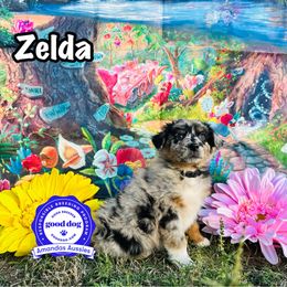 BMF black collar - Blue merle female Australian Shepherd puppy in Greenville, Texas from Amandas Aussies