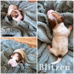 Dachshund Puppies from De’s Doxies