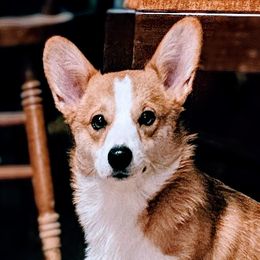 Freyja - Pembroke Welsh Corgi