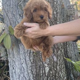 Boy 2 - Red Labradoodle puppy in Bradenton, Florida from Doodle Acres