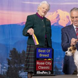 Russell Terriers from Roger's Russell Terriers