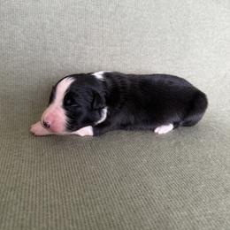 Leo - Black & white male Australian Shepherd puppy in Bethlehem, Connecticut from Montanna Sage LLC