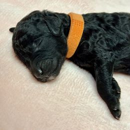 Labradoodle Puppies from Mud Puppies