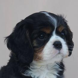 AKC Mars - Tri-color male Cavalier King Charles Spaniel puppy in Bonney Lake, Washington from House of Happy Cavaliers
