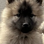 Girl 3 - Fawn Eurasier puppy in Soap Lake, Washington from Falling Cedar Farm Samoyeds and Eurasier’s