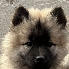 Girl 3 - Fawn Eurasier puppy in Soap Lake, Washington from Falling Cedar Farm Samoyeds and Eurasier’s
