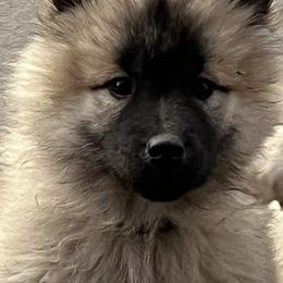 Girl 3 - Fawn Eurasier puppy in Soap Lake, Washington from Falling Cedar Farm Samoyeds and Eurasier’s