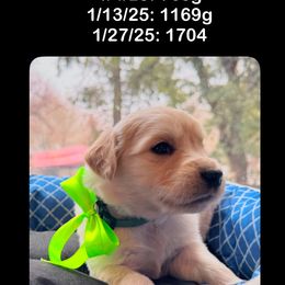 Boy 3rd pick - Golden Retriever puppy from Socalretrievers