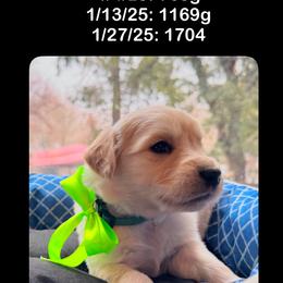 Boy 3rd pick - Golden Retriever puppy from Socalretrievers