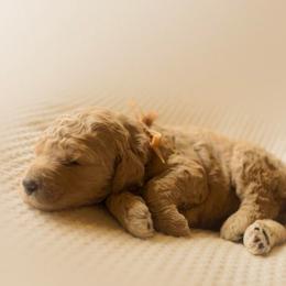 Honey - Red  female Goldendoodle puppy in Georgia from Mother of Golden Doodles