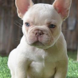 French Bulldogs from Furious Frenchies