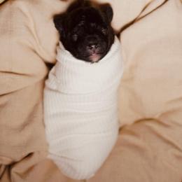 Macchiato - Black male Poodle puppy in Las Vegas, Nevada from Plush Toy Poodle Puppies & Pals