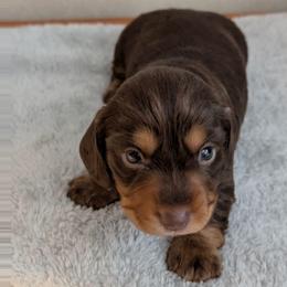 Rocky - Chocolate and tan male Dachshund puppy in Marshall, Texas from Wilson's Kennels