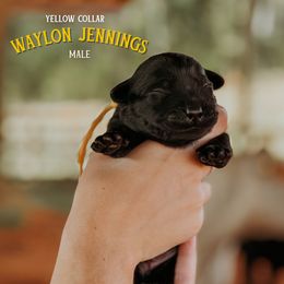 Labrador Retriever Puppies from Parsons Farmstead Retrievers