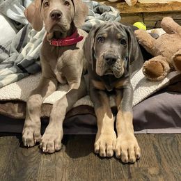 Great Dane Puppies from Night Magic Danes